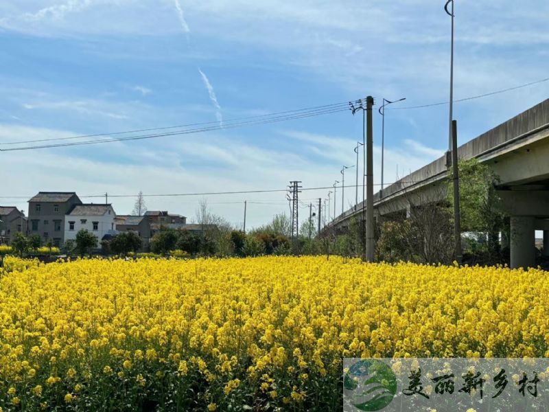 南京江宁区杨柳湖风景区附近农房出租